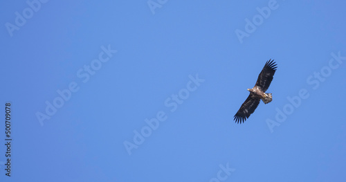 Zeearend boven Tiengemeten