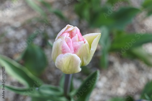 つぼみから開花するチューリップ