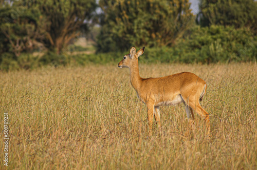 Wild antler gazelle antelopes safari photo from Africa savannah. Wild life animals. © Alina Nikitaeva