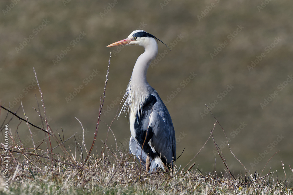 Fototapeta premium grey heron