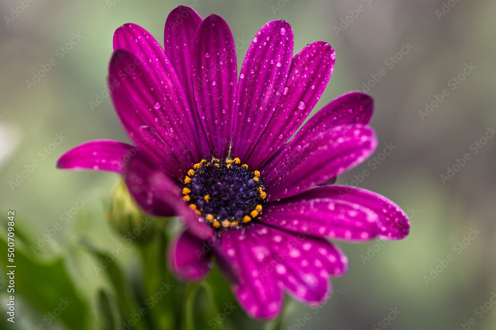 Obraz premium African daisy