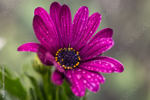 African daisy