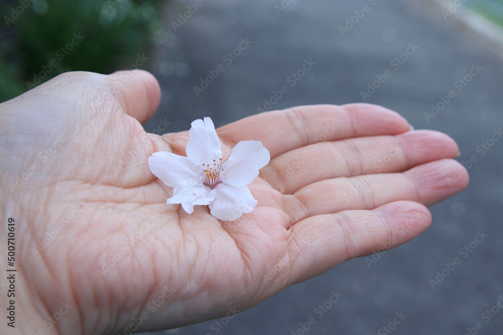 手のひらに乗せた桜の花 手のひらに乗せた桜の花