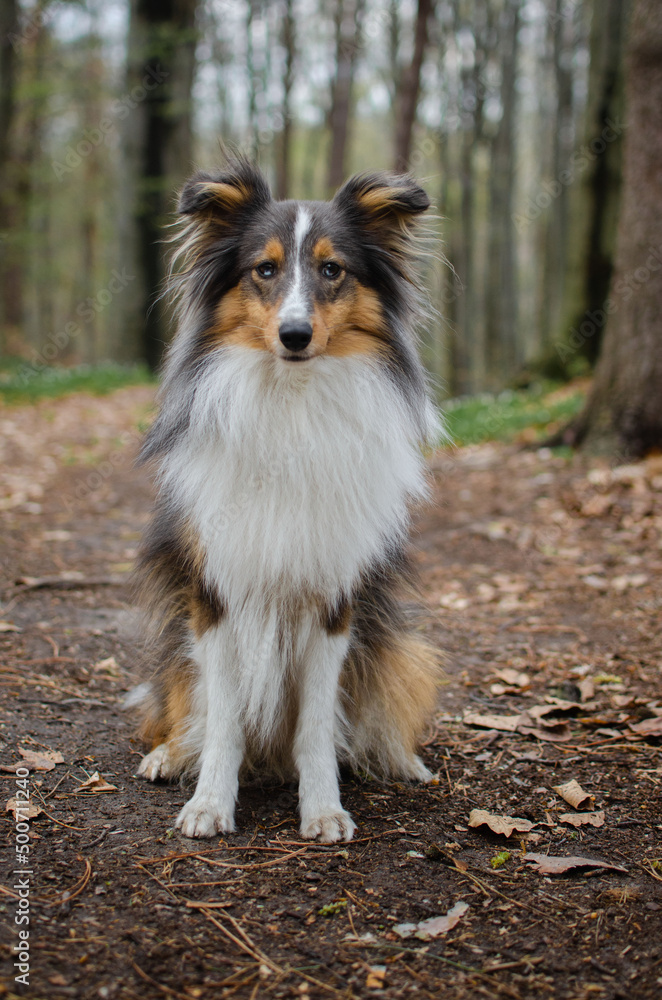 Cute dog brown tricolor breed sheltie shetland shepherd