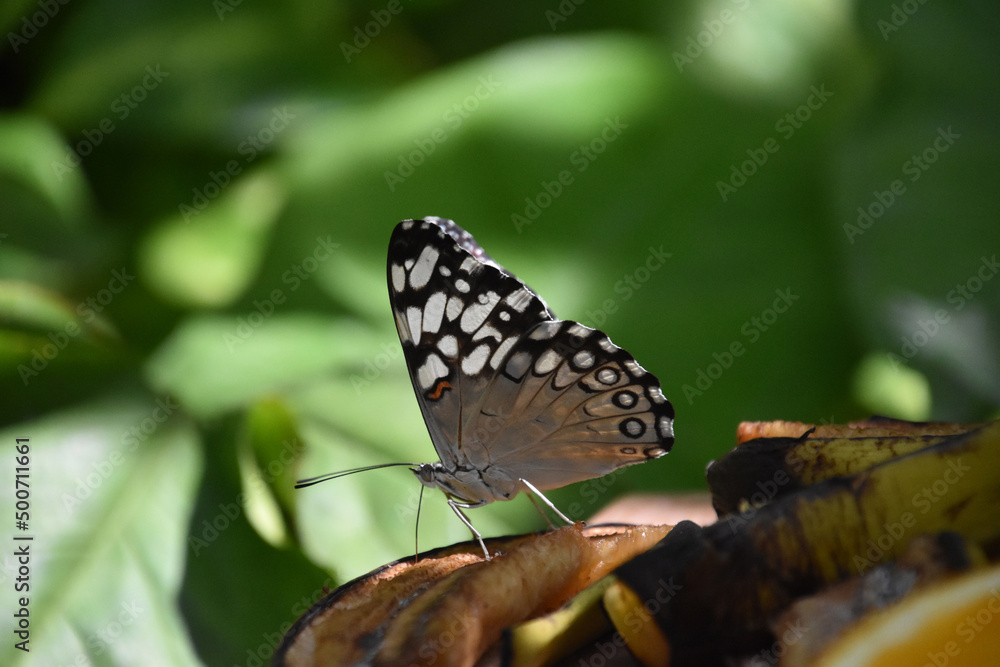 Obraz premium Fantastic Close Up of a White and Gray Butterfly