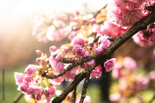 Sakura