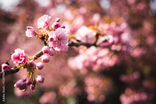 Sakura