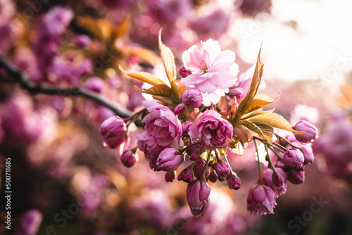 Sakura
