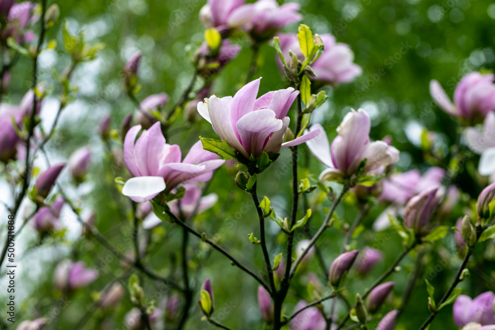 Magnolia purple pink flowers in early spring