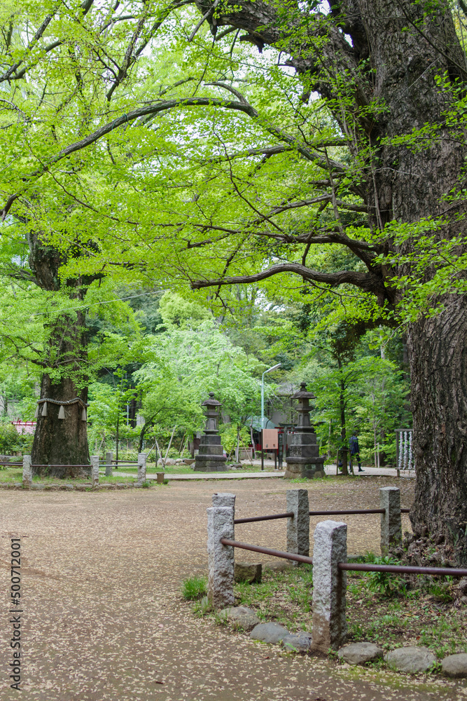 赤坂氷川神社の境内