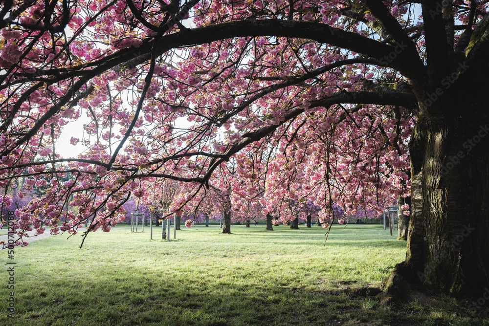 Sakura