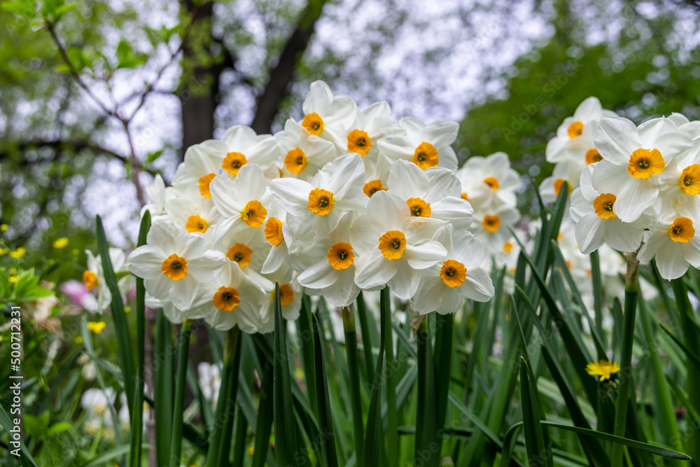 Narcissus Geranium blossoms in the garden in spring Narcissus Geranium blossoms in the garden in spring