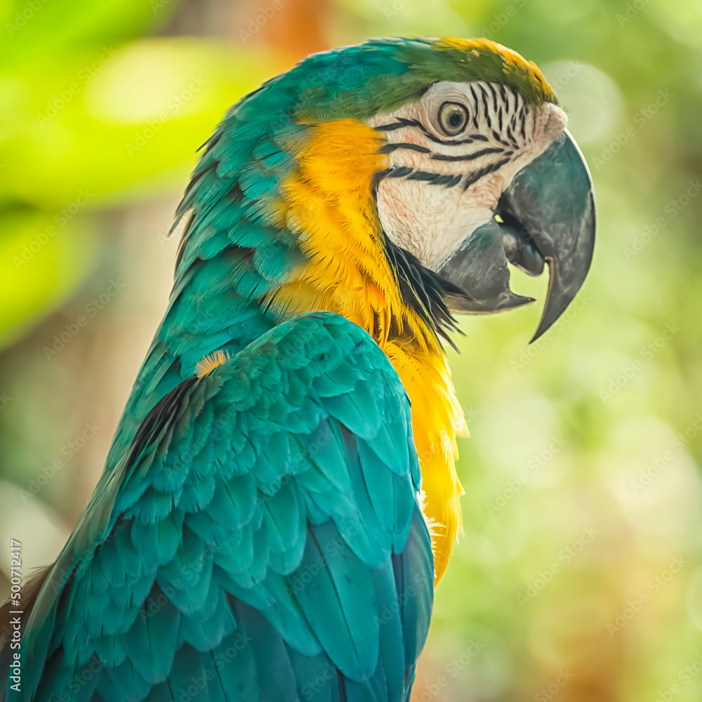 Blue and yellow macaw sitting on a branch -Ara Ararauna - Exotic bird