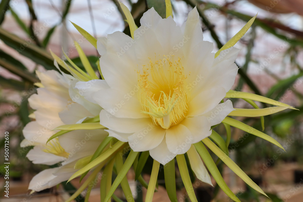 Dragon Fruit Or White Fleshed Pitahaya Blooms. Scientific Name ...