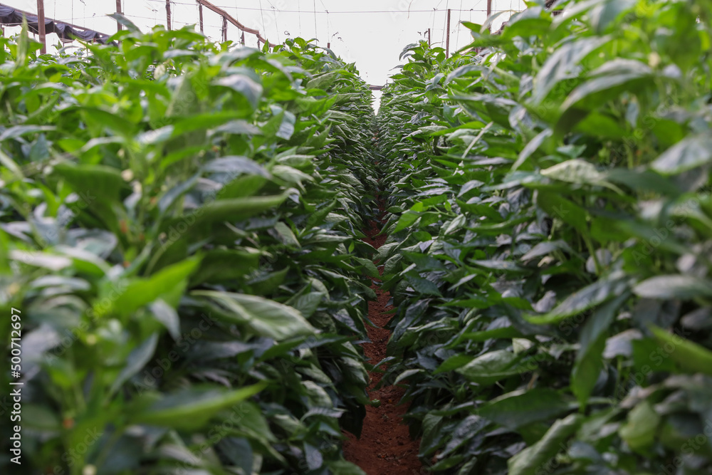 Sweet pepper is grown in a greenhouse. Sweet pepper is grown in a greenhouse.