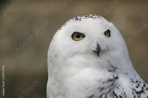 snowy owl close up