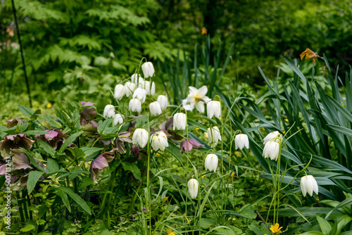 Fritillaria bucharica blossoms in the garden in spring