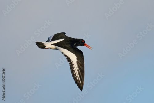 Obraz na plátně Eurasian oystercatcher (Haematopus ostralegus)