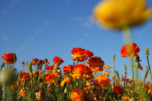 Fototapeta Naklejka Na Ścianę i Meble -  photo with low angle of buttercup spring flowers. Selective focus