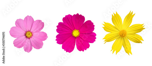 isolated pink, purple and yellow cosmos flower with clipping paths.  © Sophon_Nawit