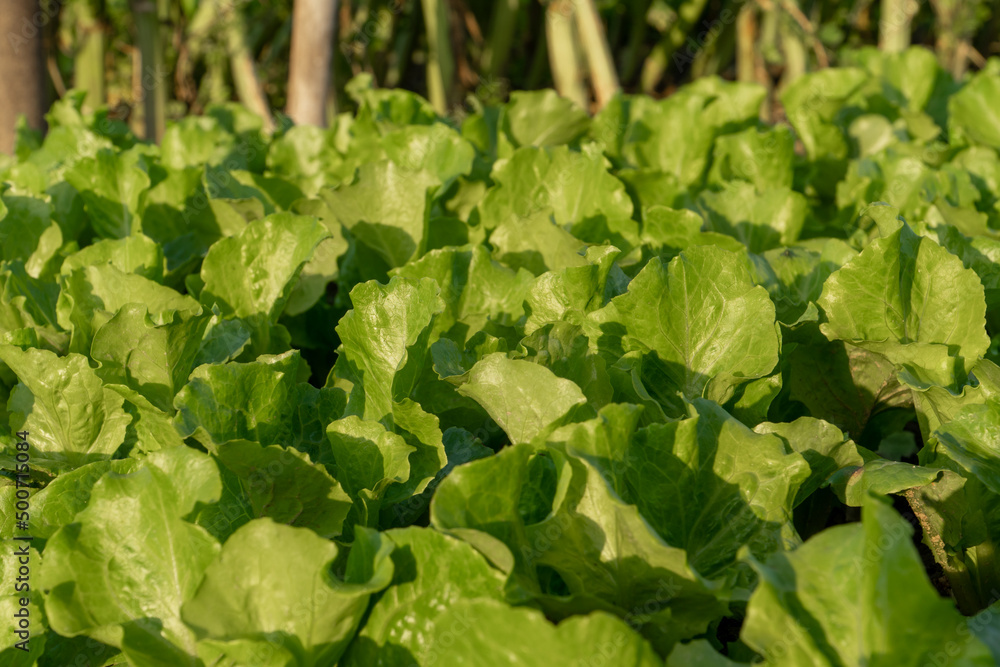 Vegetables in the fields in the sun Vegetables in the fields in the sun