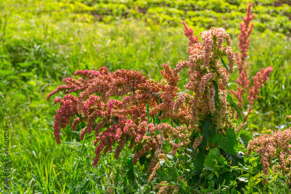 Rumex in the flowering meadow near field. Horse sorrel Rumex in the flowering meadow near field. Horse sorrel