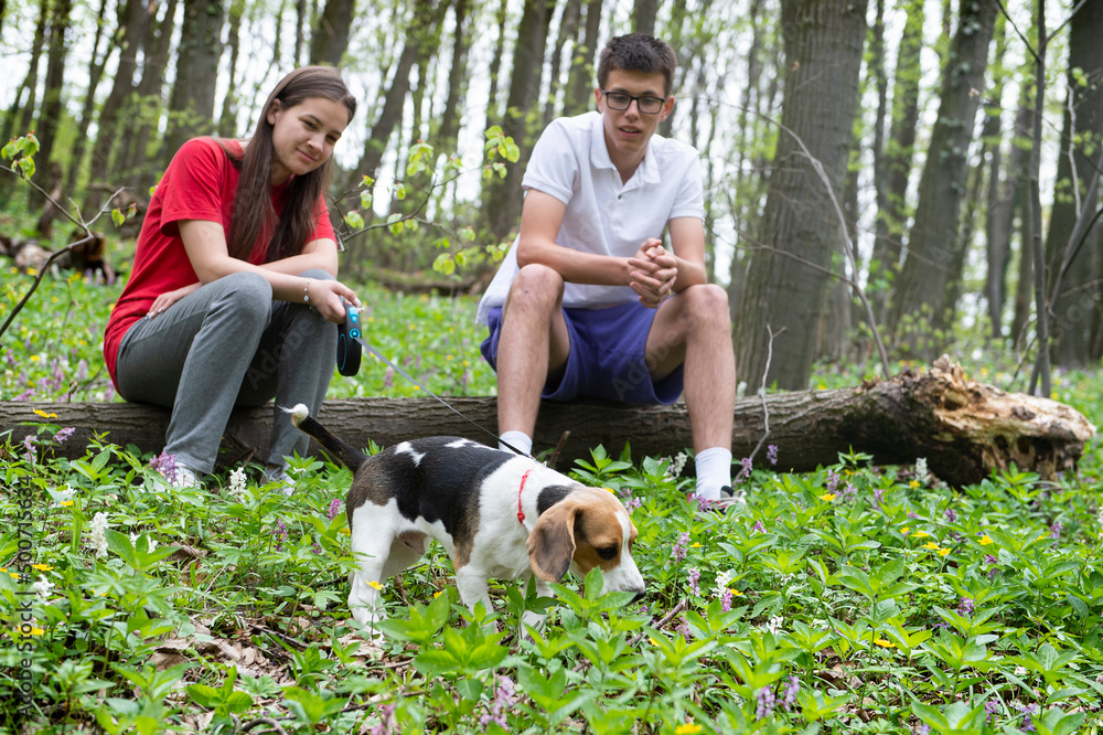 A Caucasian young couple is sitting on a fallen tree in the forest and enjoying their beagle dog