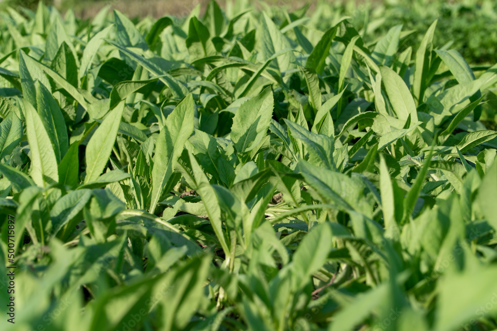 Vegetables in the fields in the sun Vegetables in the fields in the sun