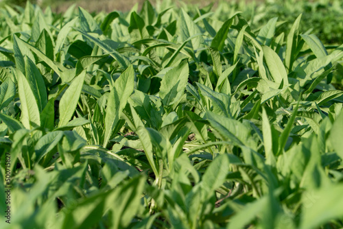 Vegetables in the fields in the sun