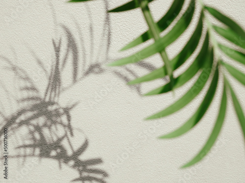 Shadow plant green palm leaf textured minimalism backdrop cemment  background for mock up photo