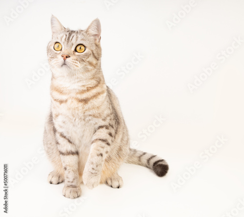 Cute cat sit on floor looking outside with beautiful yellow eyes