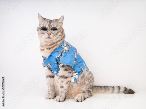 Handsome cat wear sunglasses and blue shirt sit on white floor ready for vacation summer holiday