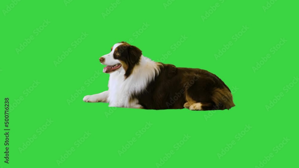 Australian Shepherd dog lying and looking around on a Green Screen, Chroma Key. Australian Shepherd dog lying and looking around on a Green Screen, Chroma Key.