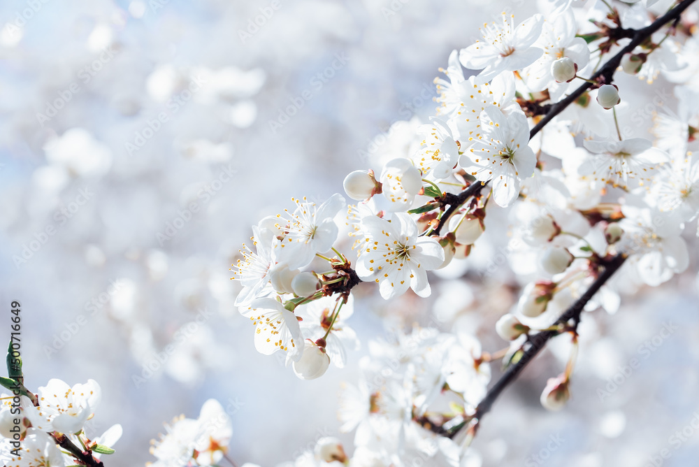 Spring background with white blossoms and sunbeamson blue sky background. Branches of blossoming cherry and bee macro with soft focus on blue background. Easter and spring greeting cards. Springtime Spring background with white blossoms and sunbeamson blue sky background. Branches of blossoming cherry and bee macro with soft focus on blue background. Easter and spring greeting cards. Springtime