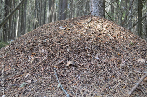 Anthill in the Forest