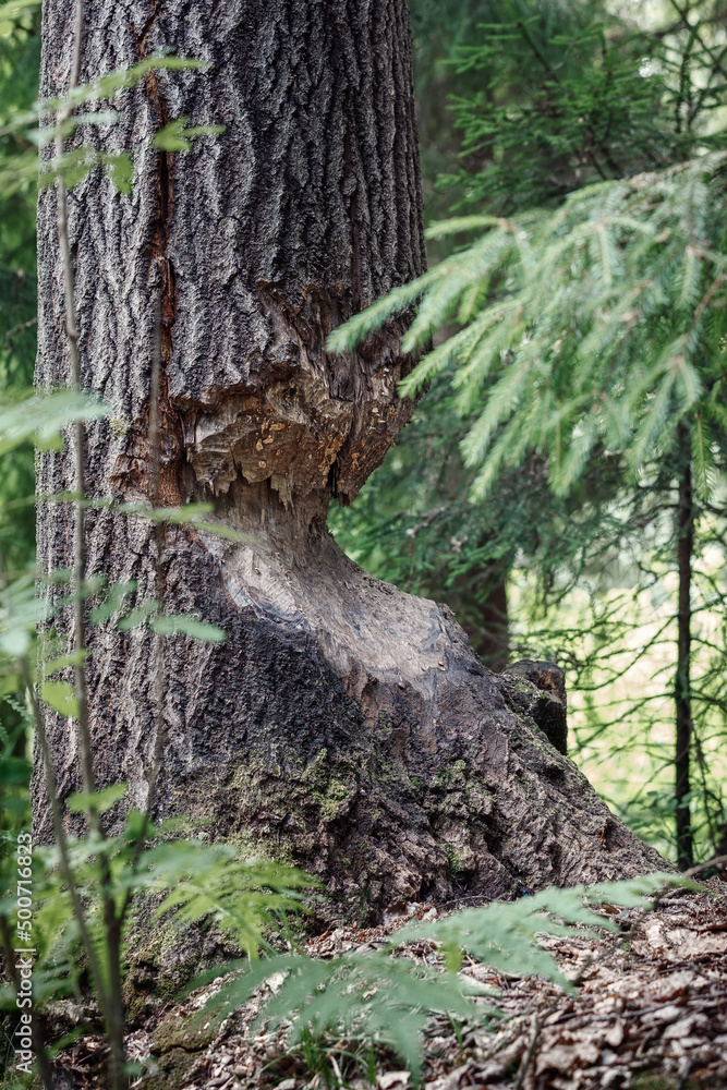 A tree bitten by beavers. Vertical photo. A tree bitten by beavers. Vertical photo.