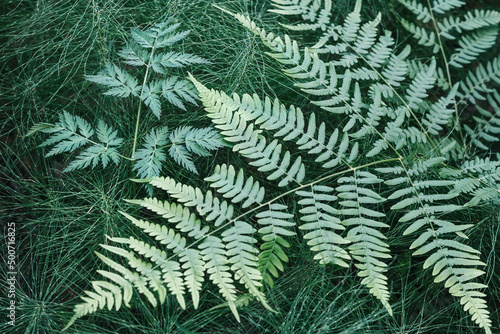 Close-Up Of green Fern Leaves in natural horsetail herb background