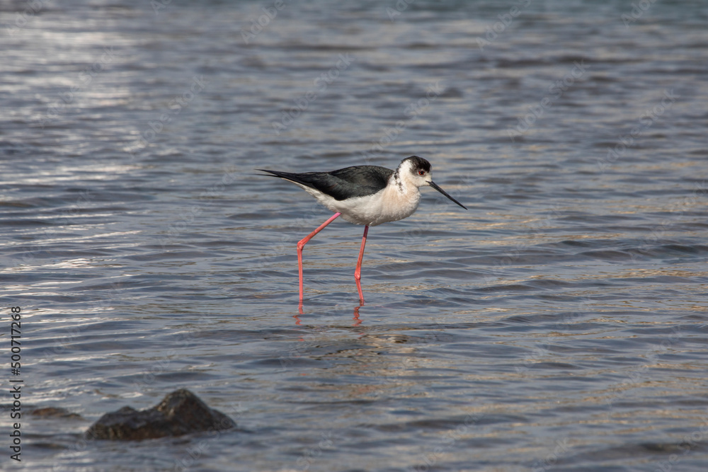seabirds and wildlife seabirds and wildlife