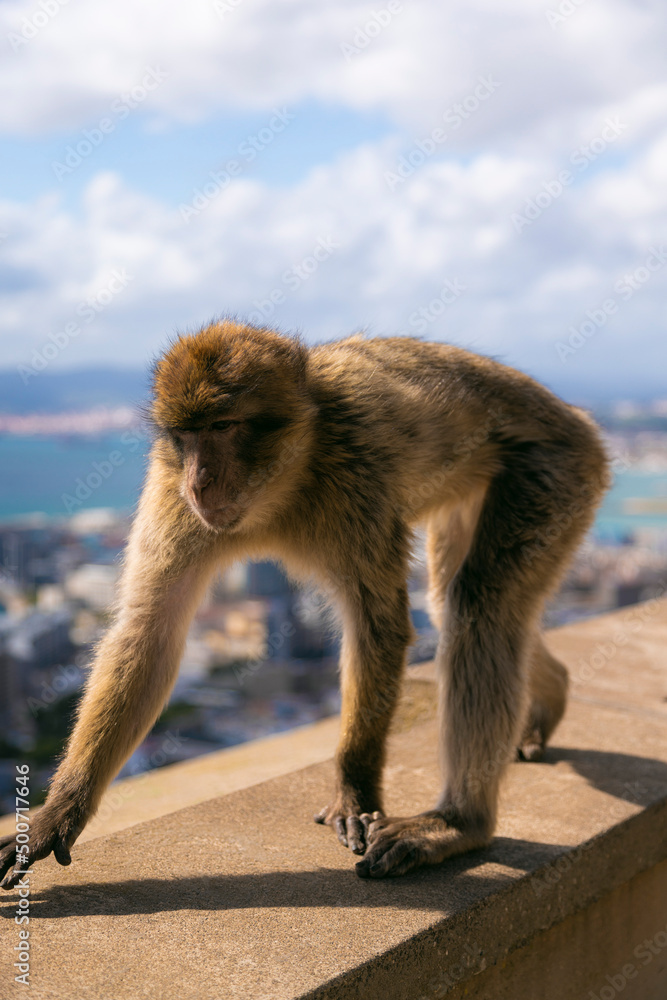 Naklejka premium Gibraltar UK monkeys