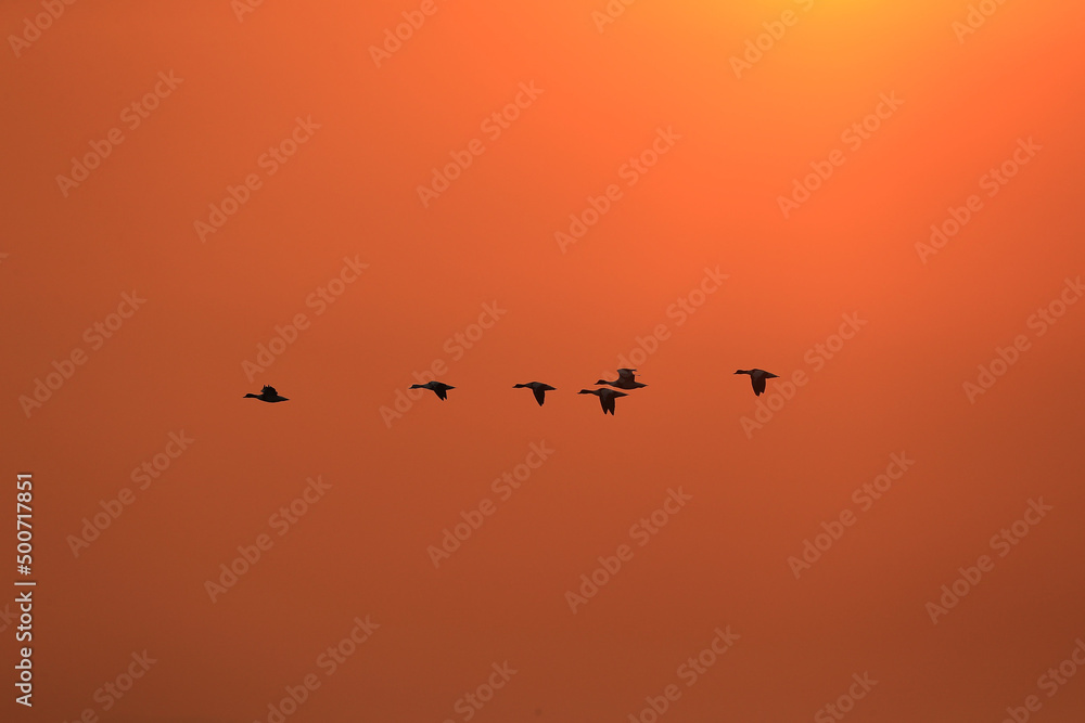 flock of birds flock of birds