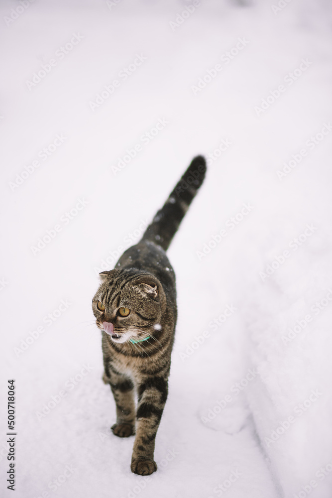 Obraz premium Cat and the snow. Gray cat in winter walks on a snowy field