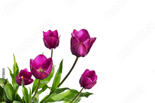 purple tulips isolated on white background
