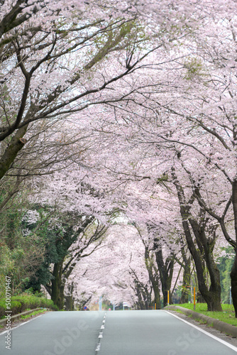 桜並木「穴場の観光名所・数キロの桜並木通り」
Sakura-lined trees 