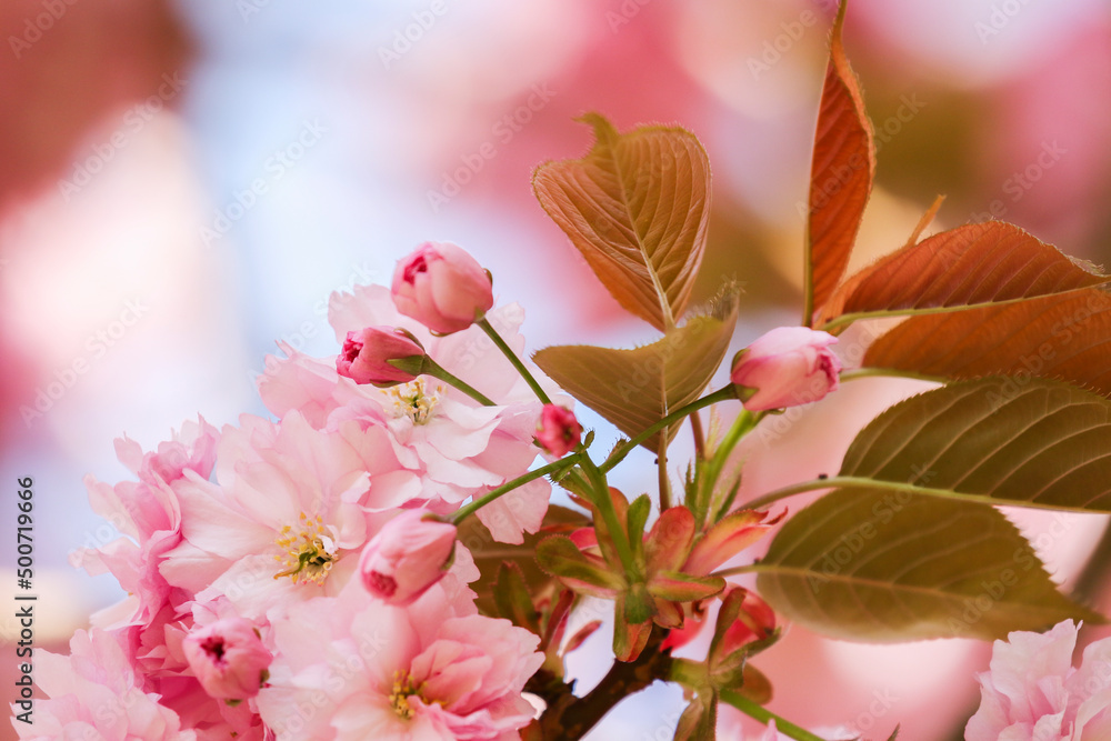 Obraz premium Closeup pretty pink cherry blossoms blooming in Spring on branch with soft dreamy effects. Dublin, Ireland
