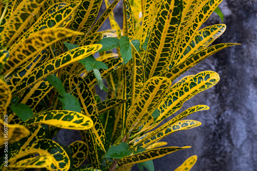 Garden green and yellow leaves plant. Codiaeum variegatum