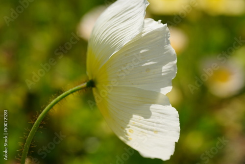 アイスランドポピー