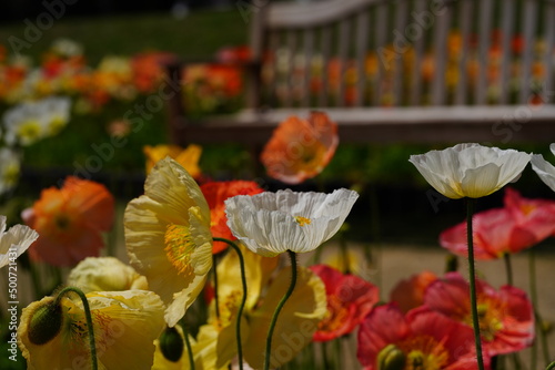 アイスランドポピー