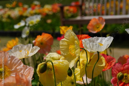 アイスランドポピー