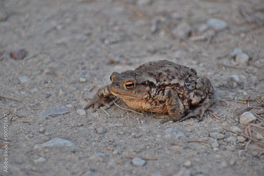 Fototapeta premium Frog sitting on the ground