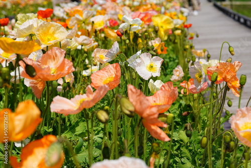 アイスランドポピー